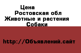 Rostov on Don › Цена ­ 20 000 - Ростовская обл. Животные и растения » Собаки   